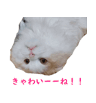 汎用性ばつぐん！とわちゃんとふうまん5（個別スタンプ：31）