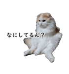 汎用性ばつぐん！とわちゃんとふうまん5（個別スタンプ：32）