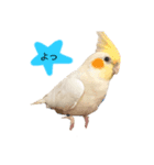 オカメちゃん♪その①（個別スタンプ：4）