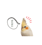 オカメちゃん♪その①（個別スタンプ：8）