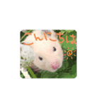 hamucute（個別スタンプ：1）