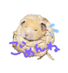 hamucute（個別スタンプ：2）