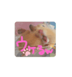 hamucute（個別スタンプ：3）