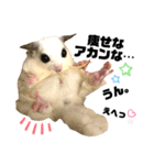 大阪弁 フクロモモンガうねちゃん（個別スタンプ：13）