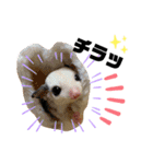 大阪弁 フクロモモンガうねちゃん（個別スタンプ：15）