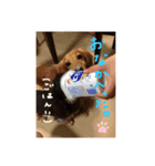 ちょこたるとの生活2（個別スタンプ：1）