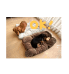 ちょこたるとの生活2（個別スタンプ：3）