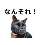 怪傑黒猫おはぎ 参上！（個別スタンプ：15）