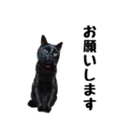 怪傑黒猫おはぎ 参上！（個別スタンプ：27）