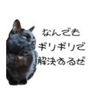 怪傑黒猫おはぎ 参上！（個別スタンプ：28）