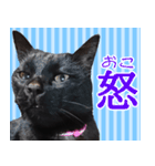 怪傑黒猫おはぎ 参上！（個別スタンプ：37）