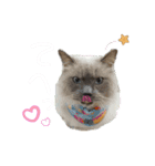 風間家のわんとにゃん。②（個別スタンプ：7）