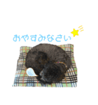 風間家のわんとにゃん。②（個別スタンプ：8）