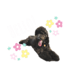 風間家のわんとにゃん。②（個別スタンプ：9）