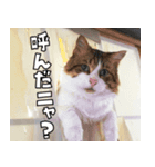 保護猫ちゃん・スタンプ（個別スタンプ：3）