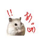 ジャンハム むくげのスタンプ（個別スタンプ：6）