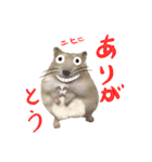 ジャンハム むくげのスタンプ（個別スタンプ：18）