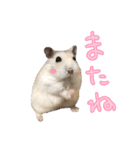 ジャンハム むくげのスタンプ（個別スタンプ：21）