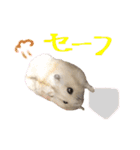 ジャンハム むくげのスタンプ（個別スタンプ：24）