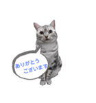 アメリカンショートヘアー7,10（個別スタンプ：6）