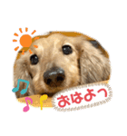 けんちゃんのキモチ（個別スタンプ：1）