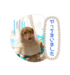 けんちゃんのキモチ（個別スタンプ：9）
