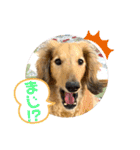 けんちゃんのキモチ（個別スタンプ：11）