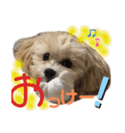 マルプーのベル    日常のあいさつ②（個別スタンプ：3）