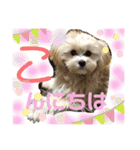マルプーのベル    日常のあいさつ②（個別スタンプ：6）