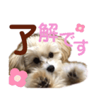 マルプーのベル    日常のあいさつ②（個別スタンプ：14）