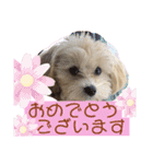 マルプーのベル    日常のあいさつ②（個別スタンプ：22）