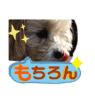 マルプーのベル    日常のあいさつ②（個別スタンプ：23）