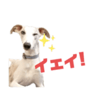 オッドアイのウィペット ルドルフくんpart2（個別スタンプ：2）