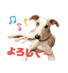 オッドアイのウィペット ルドルフくんpart2（個別スタンプ：4）