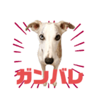 オッドアイのウィペット ルドルフくんpart2（個別スタンプ：6）