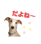 オッドアイのウィペット ルドルフくんpart2（個別スタンプ：7）