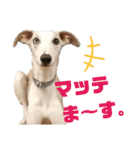オッドアイのウィペット ルドルフくんpart2（個別スタンプ：8）