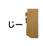 わろたの笑ろたスタンプ（個別スタンプ：17）