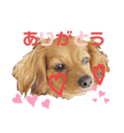 チワックスむぎのスタンプ（個別スタンプ：7）