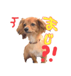 チワックスむぎのスタンプ（個別スタンプ：16）