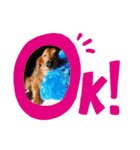 愛犬ネオくん（個別スタンプ：1）