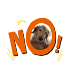愛犬ネオくん（個別スタンプ：2）