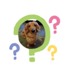 愛犬ネオくん（個別スタンプ：3）