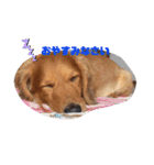愛犬ネオくん（個別スタンプ：5）