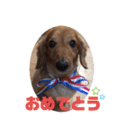 愛犬ネオくん（個別スタンプ：7）