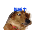 愛犬ネオくん（個別スタンプ：11）