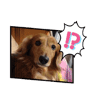 愛犬ネオくん（個別スタンプ：13）