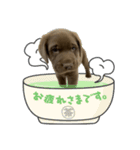 茶らぶのスタンプ（個別スタンプ：8）