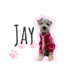 JAY #1（個別スタンプ：1）
