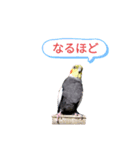 うちのインコ3（個別スタンプ：1）